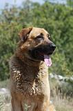 KANGAL 066